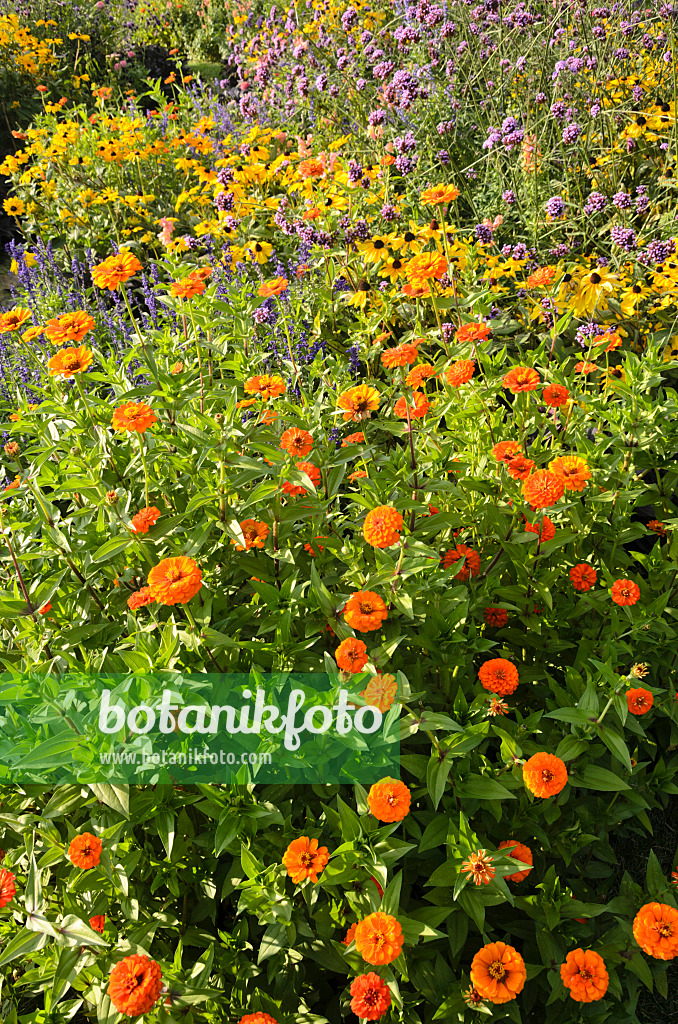 548069 - Zinnie (Zinnia violacea 'Queen Orange' syn. Zinnia elegans 'Queen Orange'), Gewöhnlicher Sonnenhut (Rudbeckia fulgida) und Argentinisches Eisenkraut (Verbena bonariensis)