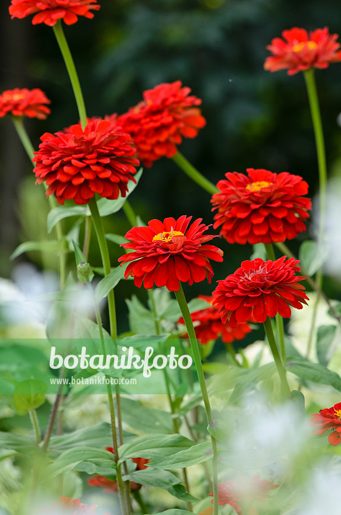 523031 - Zinnie (Zinnia violacea 'Scarlet Flame' syn. Zinnia elegans 'Scarlet Flame')