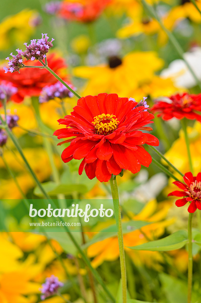 523050 - Zinnie (Zinnia violacea 'Scarlet Flame' syn. Zinnia elegans 'Scarlet Flame')