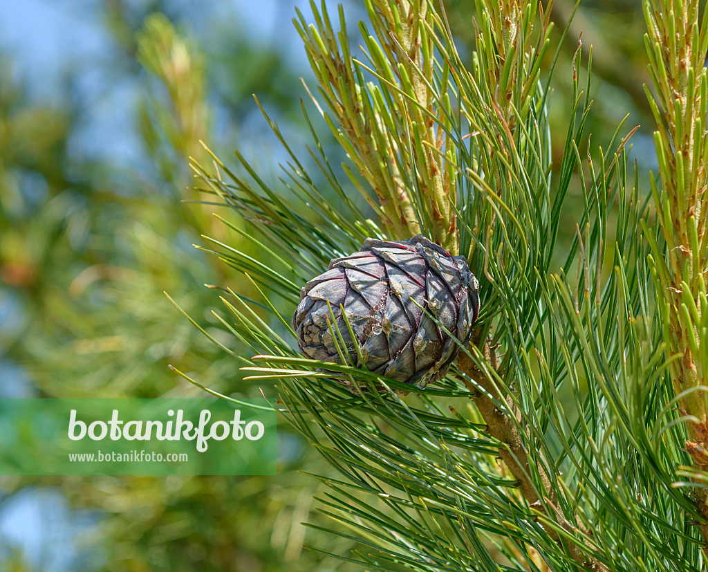 575183 - Zirbe (Pinus cembra)