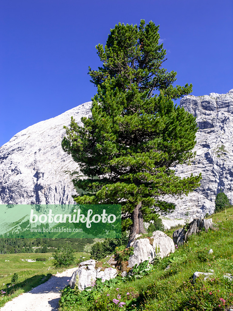 439352 - Zirbe (Pinus cembra), Naturschutzgebiet Wettersteingebirge, Deutschland