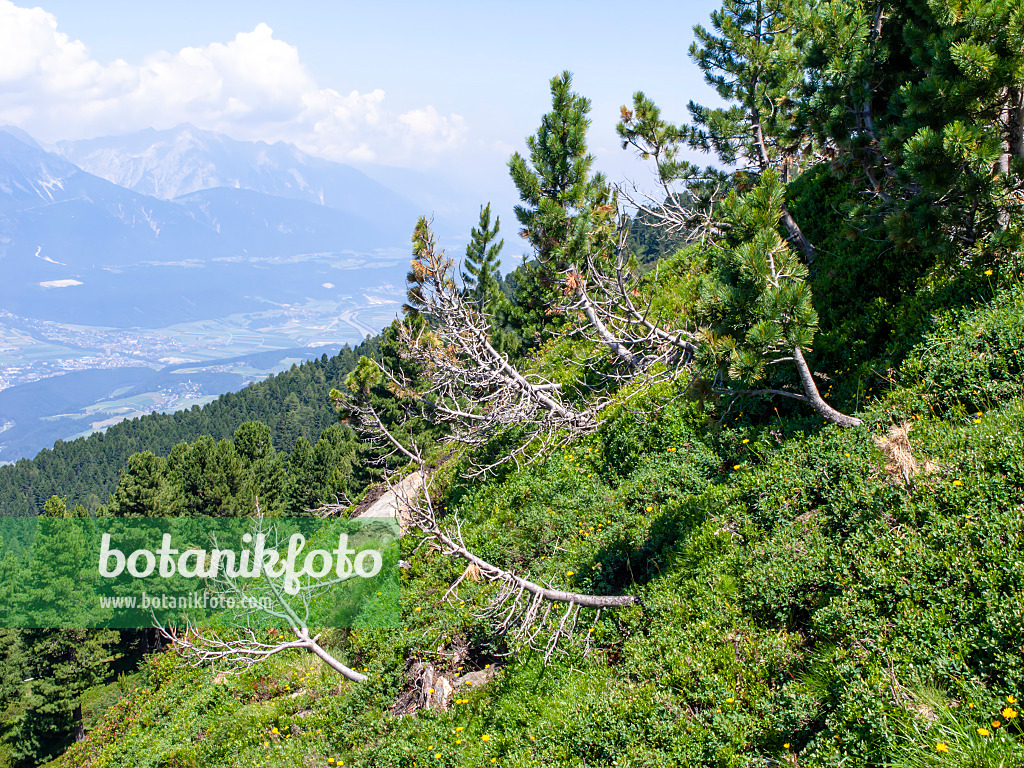 439326 - Zirbe (Pinus cembra), Patscherkofel, Innsbruck, Österreich