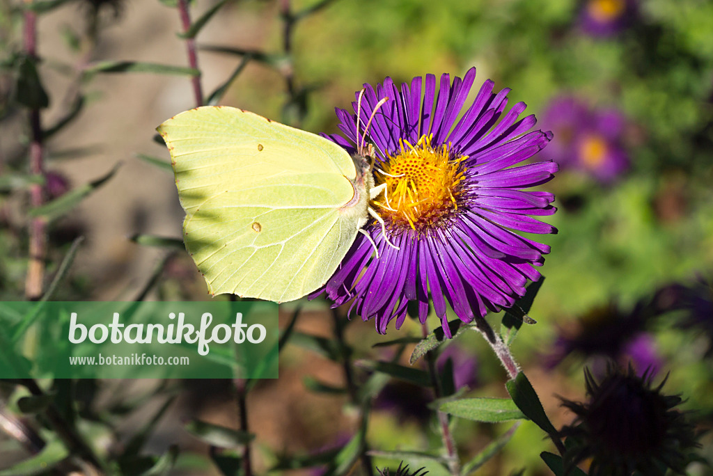 609028 - Zitronenfalter (Gonepteryx rhamni) und Aster (Aster)