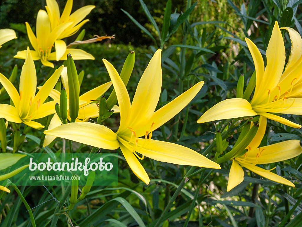 403027 - Zitronentaglilie (Hemerocallis citrina)