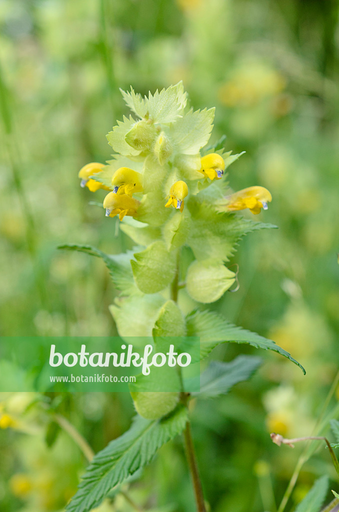 509004 - Zottiger Klappertopf (Rhinanthus alectorolophus)