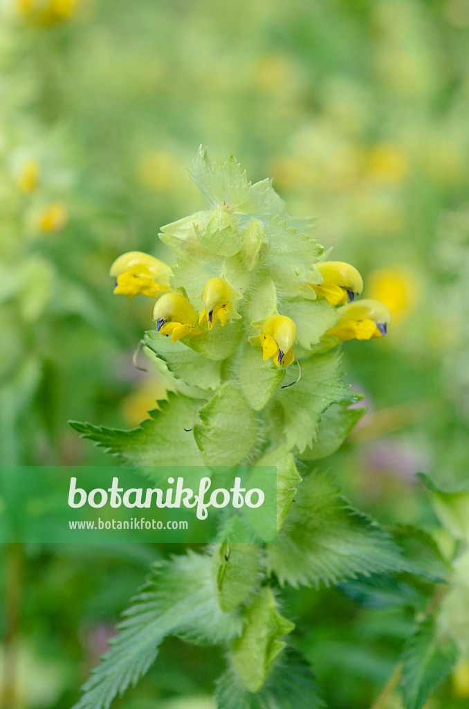 509005 - Zottiger Klappertopf (Rhinanthus alectorolophus)