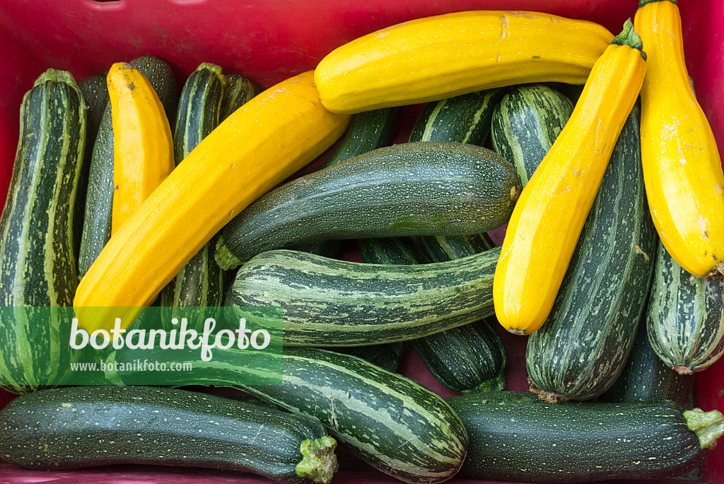 595016 - Zucchini (Cucurbita pepo convar. giromontiina)