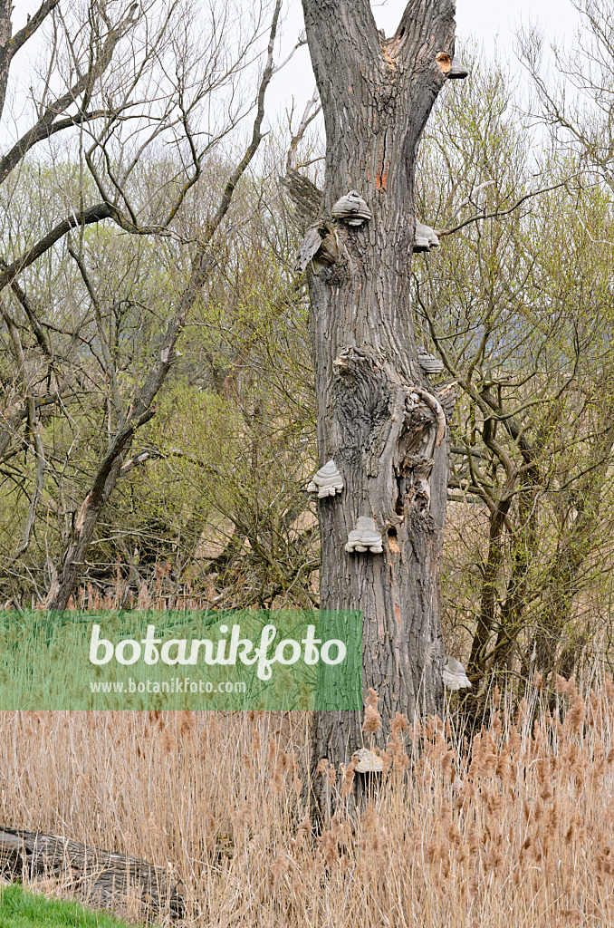 555034 - Zunderschwämme (Fomes fomentarius) an einem abgestorbenem Baumstamm 555034 - Zunderschwämme (Fomes fomentarius) an einem abgestorbenem Baumstamm