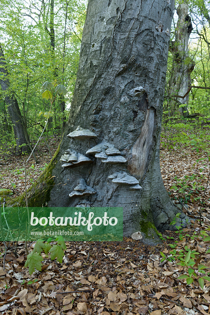 567004 - Zunderschwamm (Fomes fomentarius)