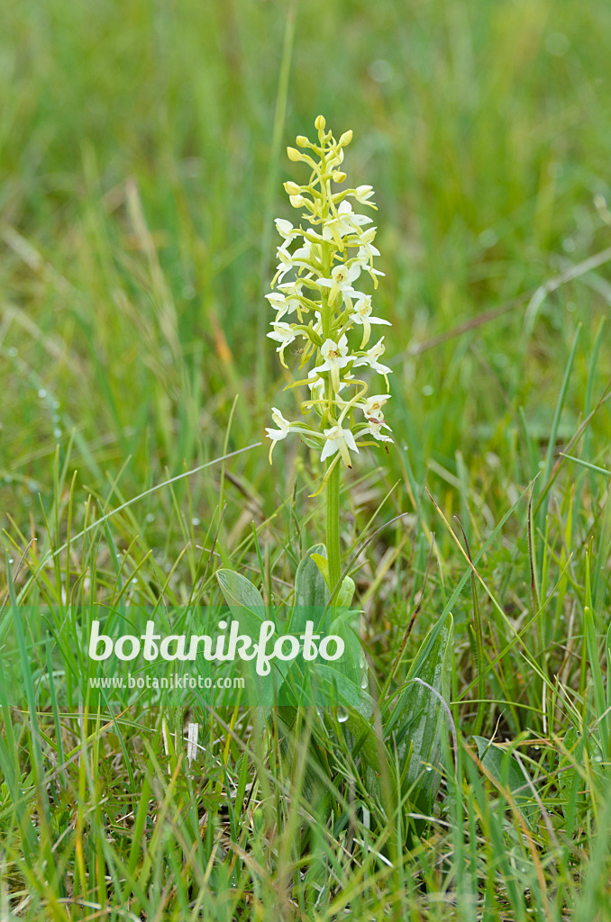 497006 - Zweiblättrige Waldhyazinthe (Platanthera bifolia)