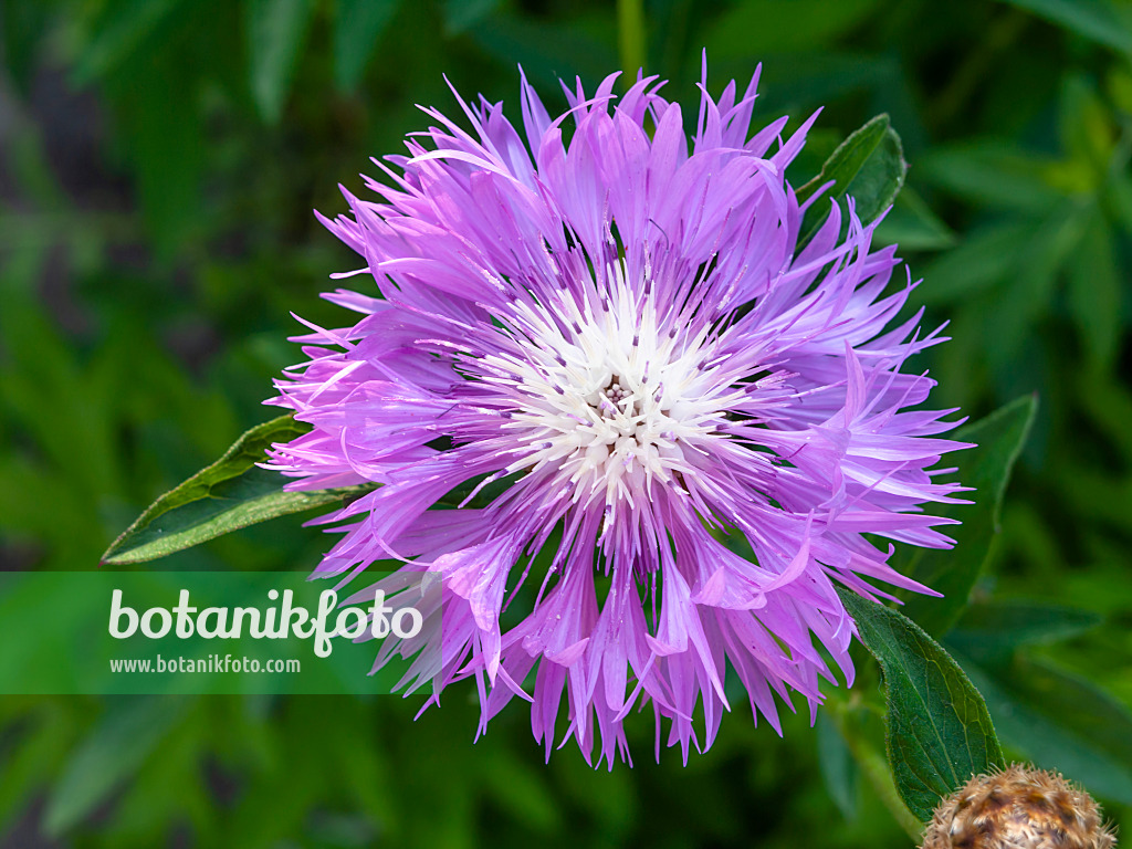 438221 - Zweifarbige Flockenblume (Centaurea dealbata)