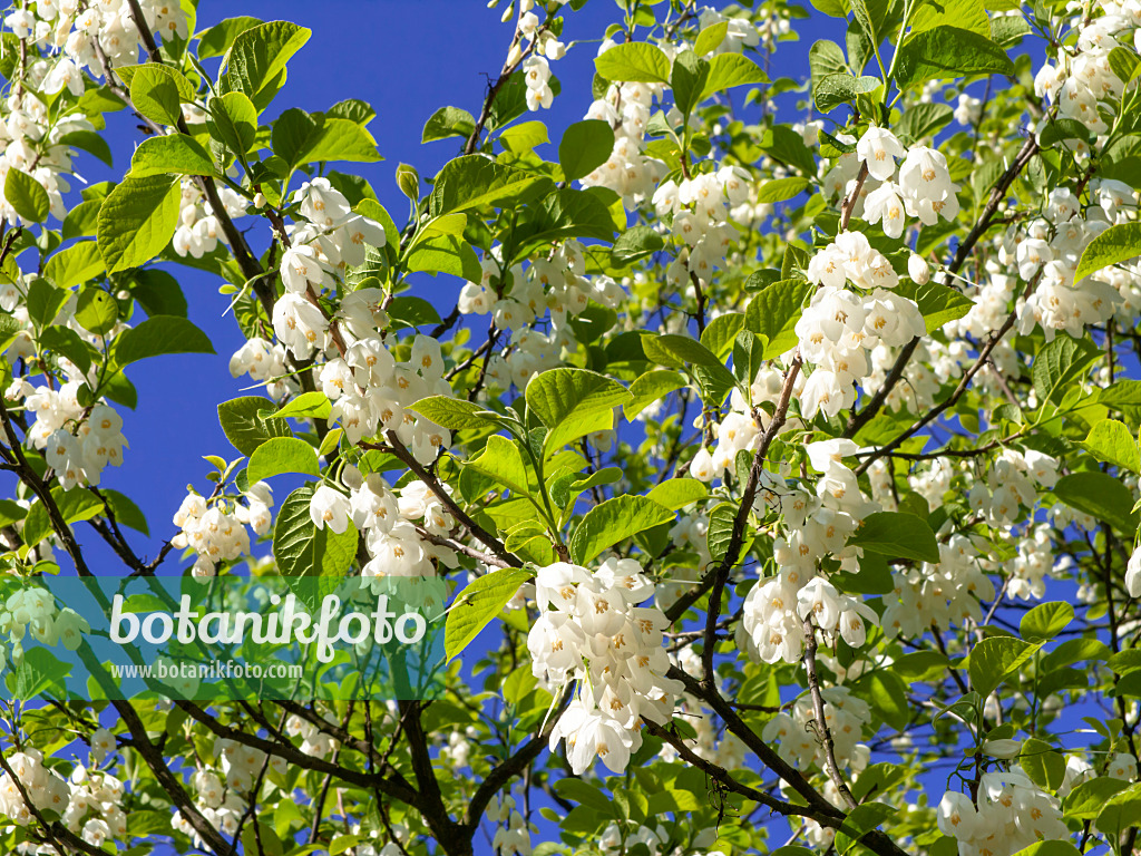 438018 - Zweiflügeliger Schneeglöckchenbaum (Halesia diptera)