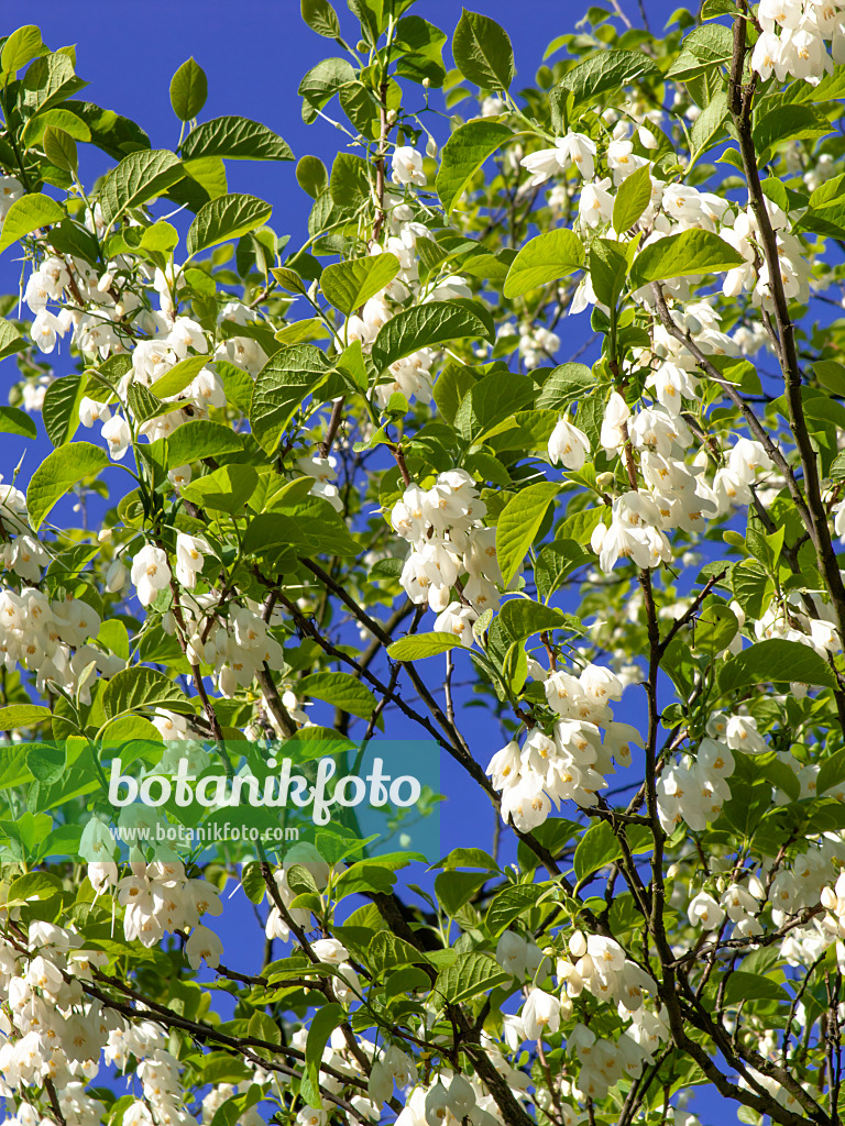 438019 - Zweiflügeliger Schneeglöckchenbaum (Halesia diptera)