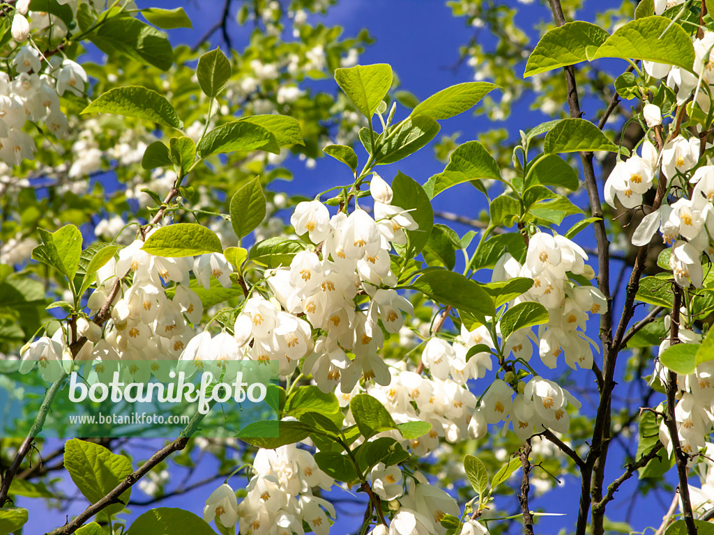 438020 - Zweiflügeliger Schneeglöckchenbaum (Halesia diptera)