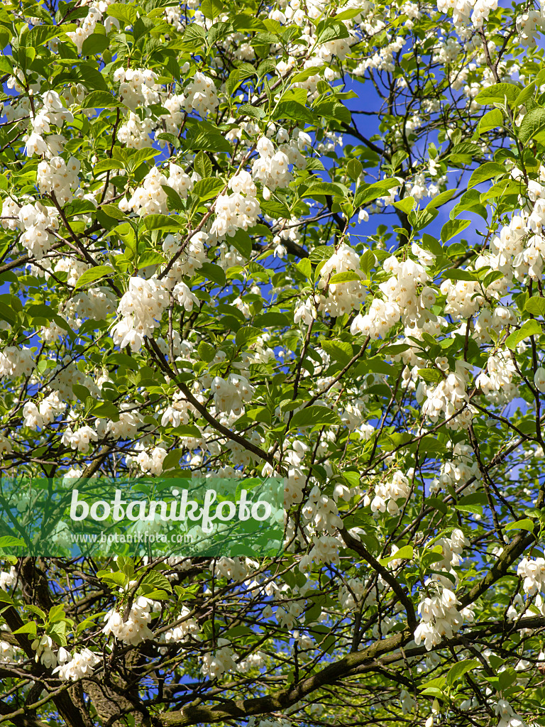 438021 - Zweiflügeliger Schneeglöckchenbaum (Halesia diptera)