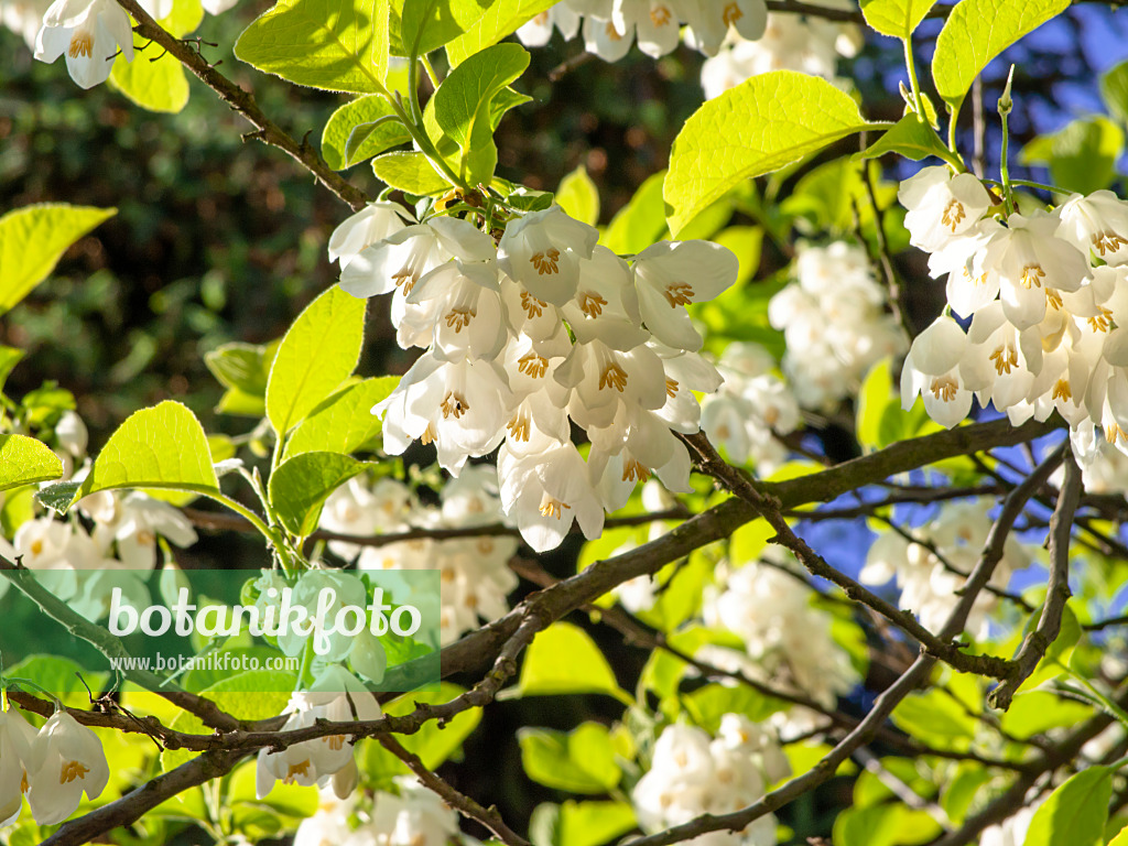 438022 - Zweiflügeliger Schneeglöckchenbaum (Halesia diptera)