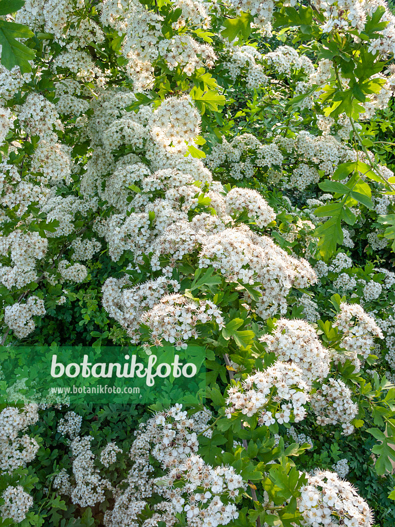 414009 - Zweigriffliger Weißdorn (Crataegus laevigata)