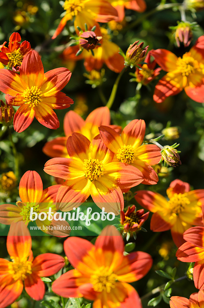 571065 - Zweizahn (Bidens ferulifolia 'Blazing Glory')