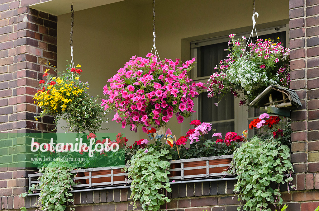 534165 - Zweizahn (Bidens), Petunien (Petunia) und Pelargonien (Pelargonium) auf einem Balkon