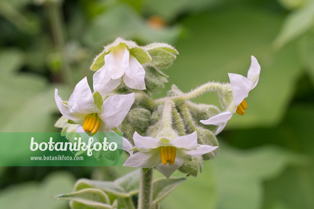 573088 - Zwergbaumtomate (Solanum abutiloides)