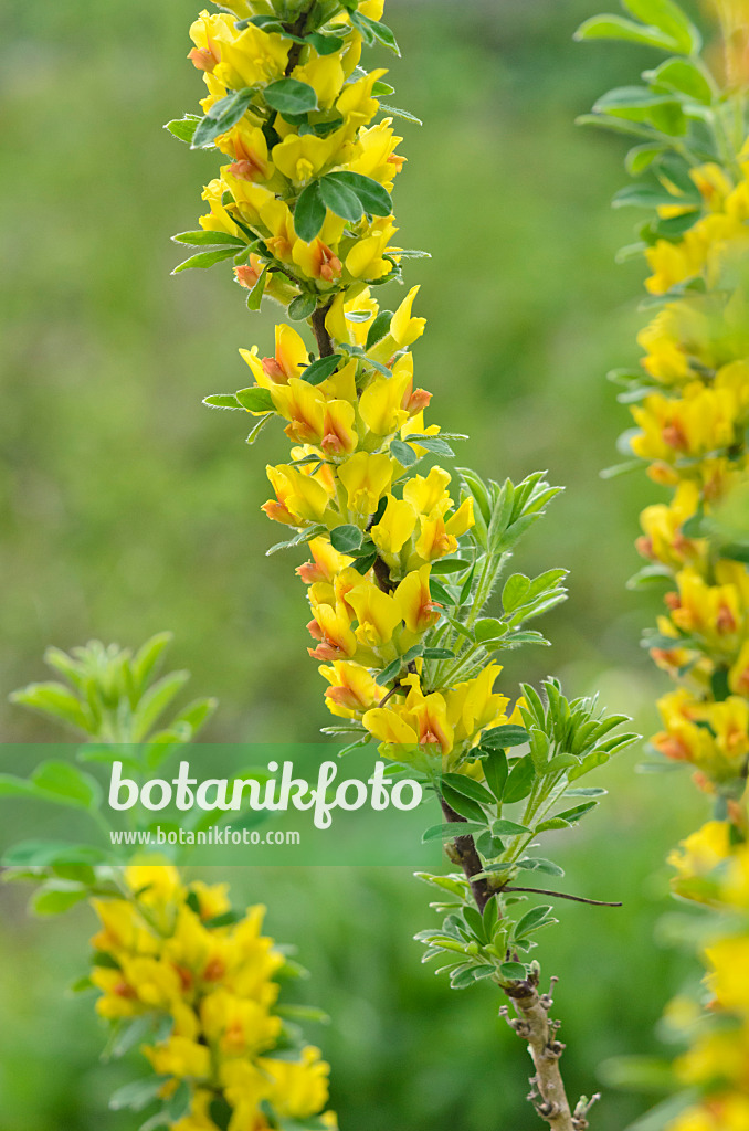 543063 - Zwergginster (Chamaecytisus falcatus)