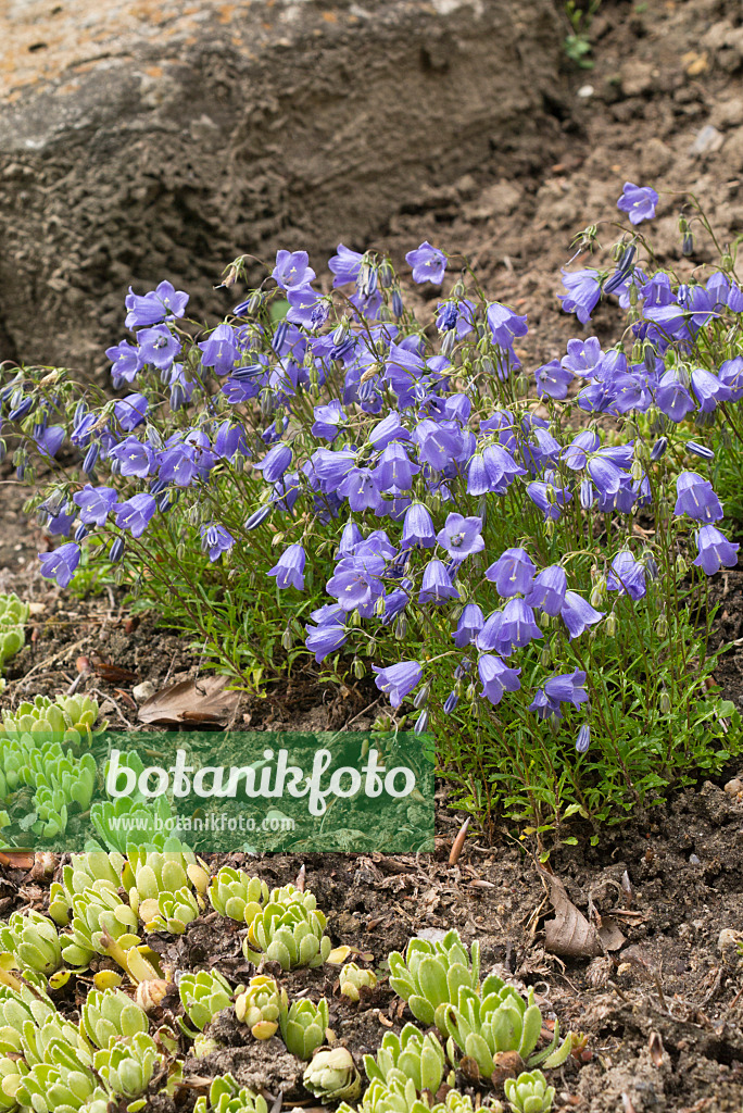 558302 - Zwergglockenblume (Campanula cochleariifolia)