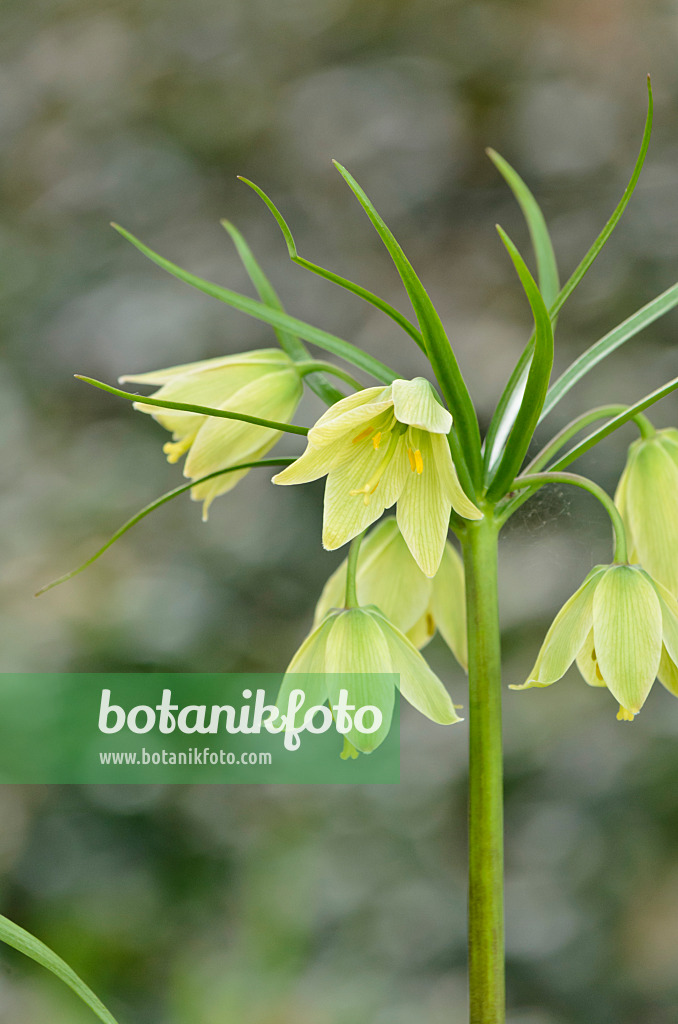 519046 - Zwergkaiserkrone (Fritillaria raddeana)