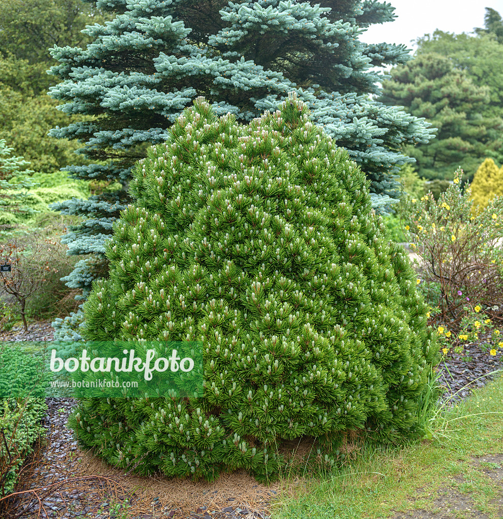 575187 - Zwergschlangenhautkiefer (Pinus heldreichii 'Smidtii')