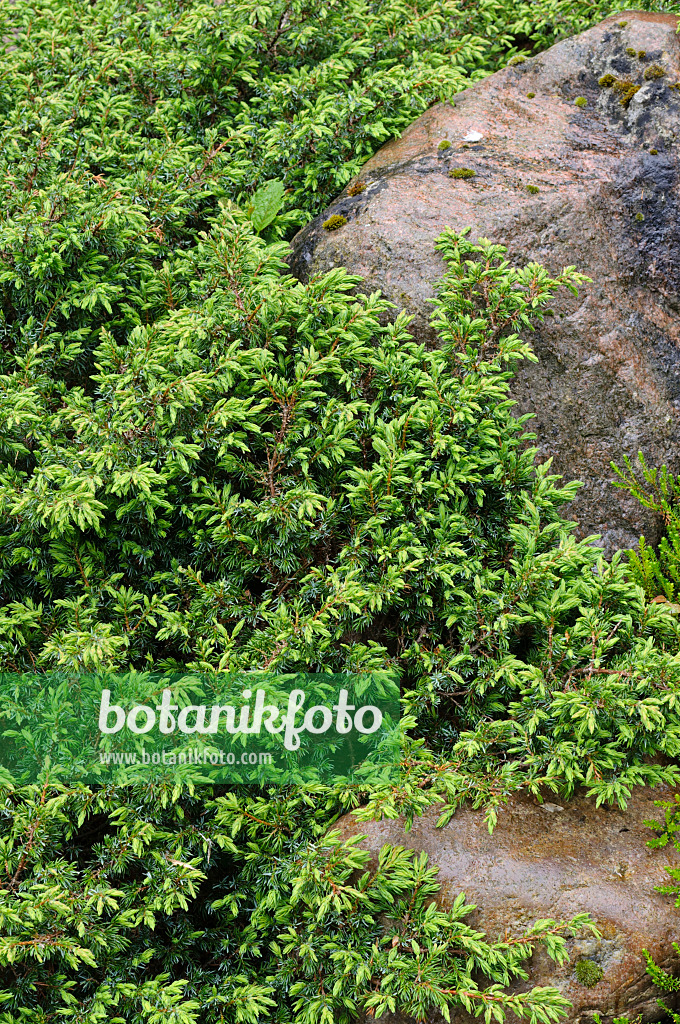 484197 - Zwergwacholder (Juniperus communis subsp. alpina)