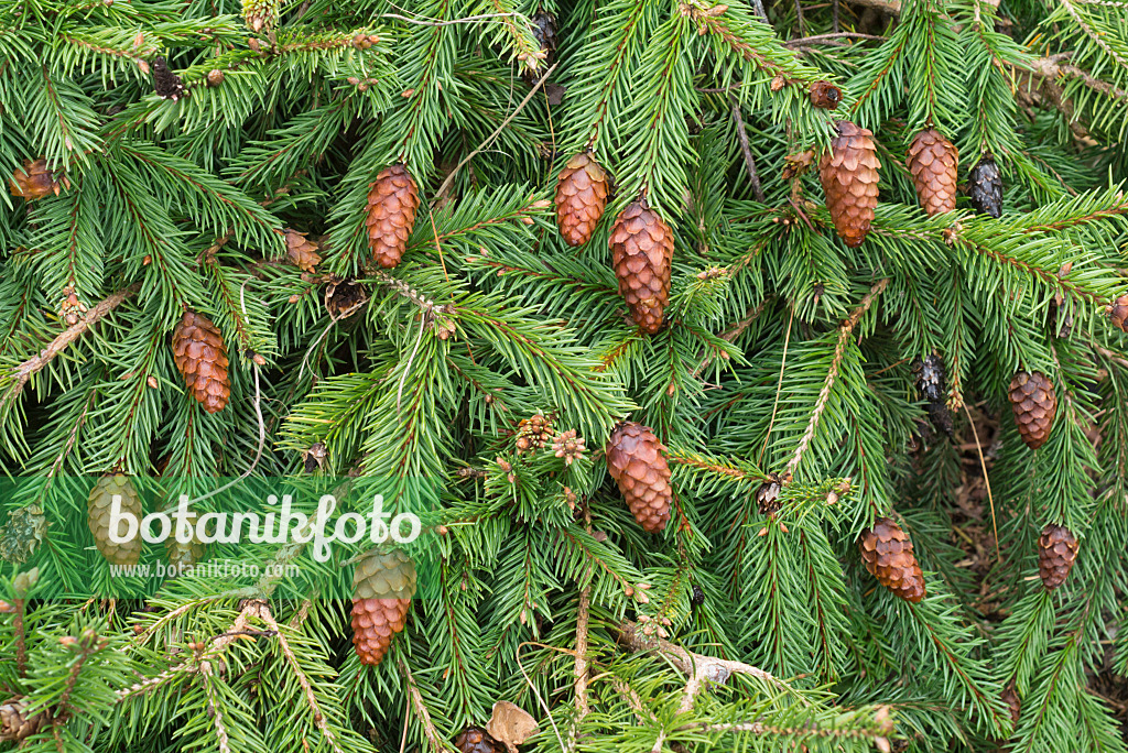 562012 - Zwergzapfenfichte (Picea abies 'Acrocona Nana')