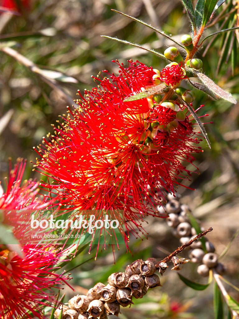 461030 - Zylinderputzer (Callistemon sieberi)