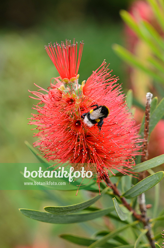 533598 - Zylinderputzer (Callistemon speciosus) und Hummel (Bombus)