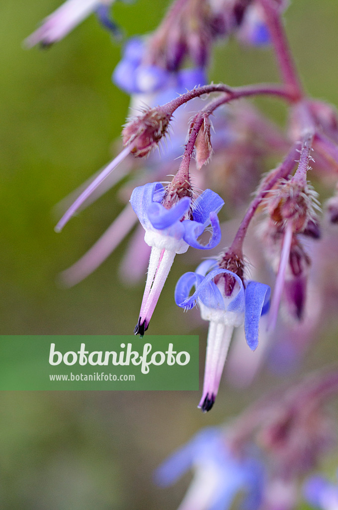 483193 - Abraham-Isaac-Jacob (Trachystemon orientalis)