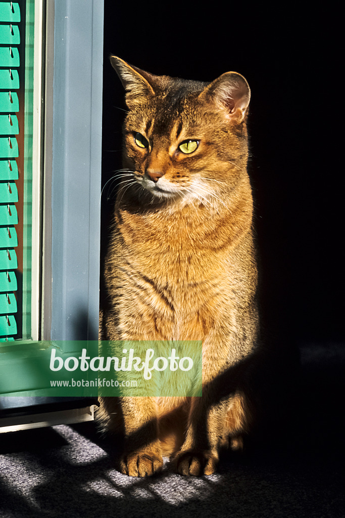 370057 - Abyssinian cat sitting upright on a sunny window sill