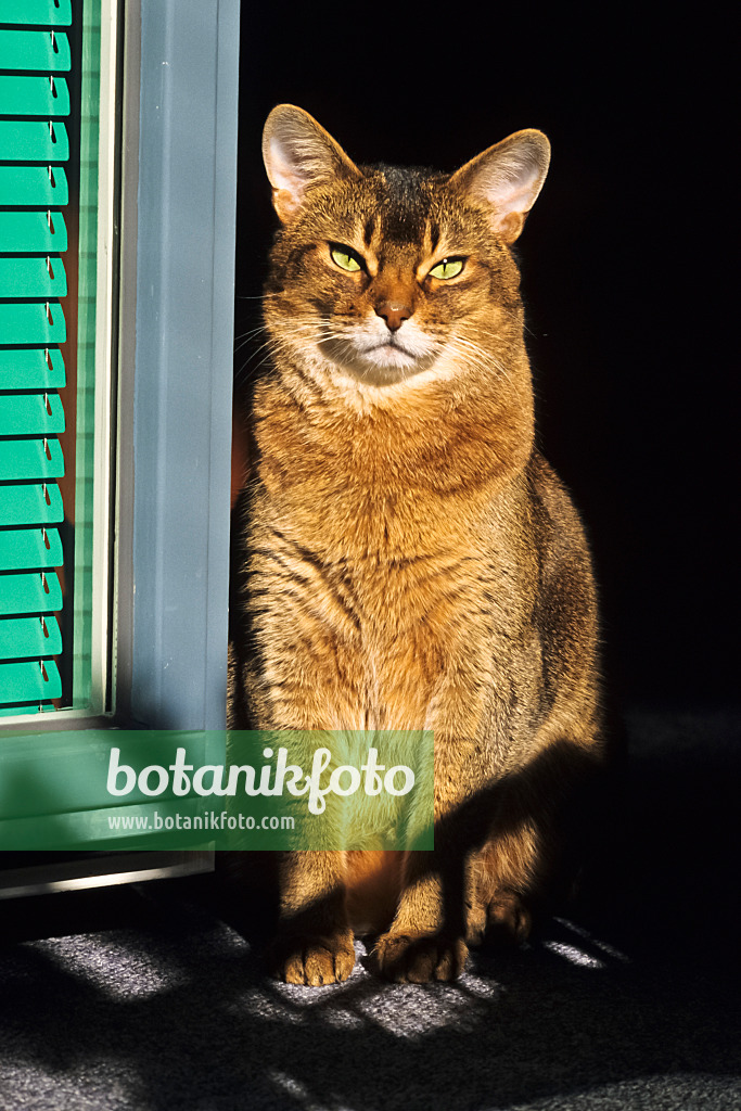 370058 - Abyssinian cat sitting upright on a sunny window sill