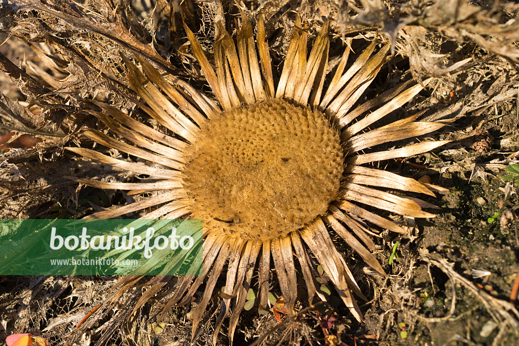 551036 - Acanthus-leaved carline thistle (Carlina acanthifolia)