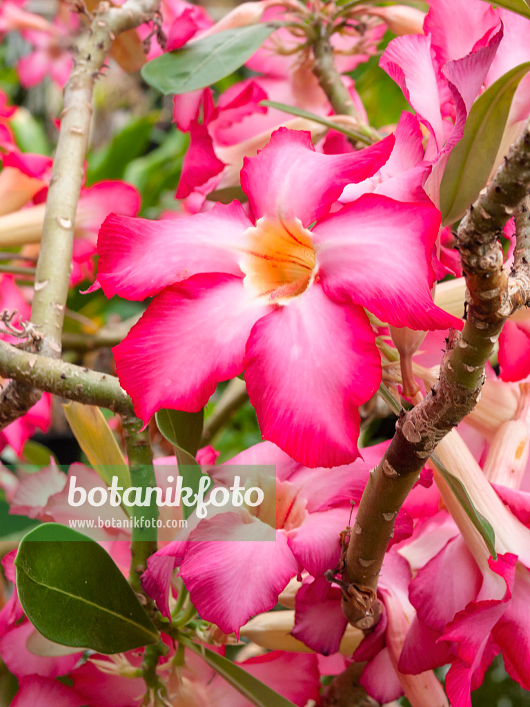 401167 - Adenium coetaneum