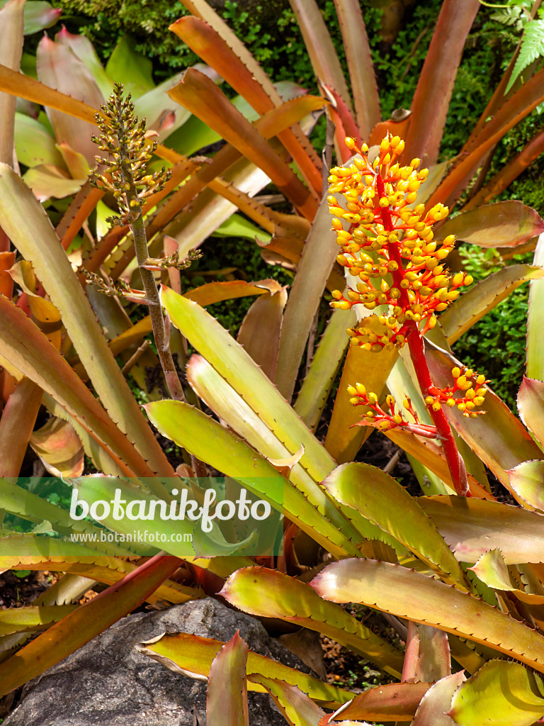 454151 - Aechmea ramosa var. ramosa