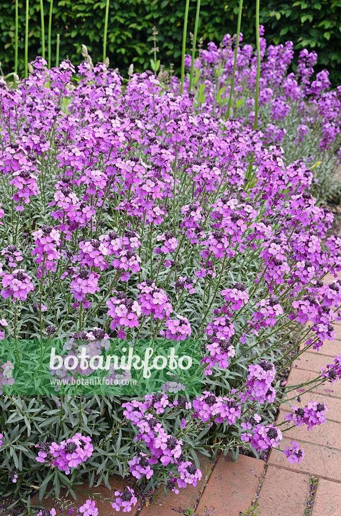 545012 - Aegean wallflower (Erysimum cheiri 'Bowles Mauve')