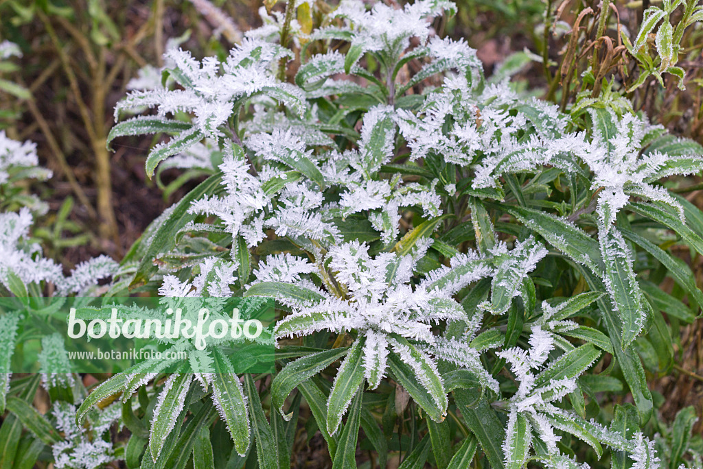 565024 - Aegean wallflower (Erysimum cheiri) with hoar frost