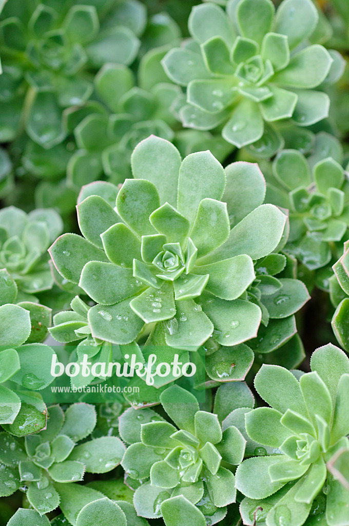 470093 - Aeonium (Aeonium castello-paivae)