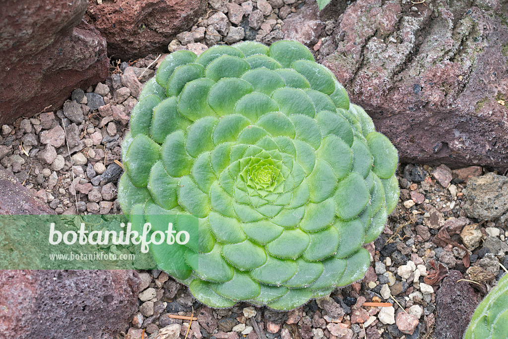 550027 - Aeonium (Aeonium tabuliforme)