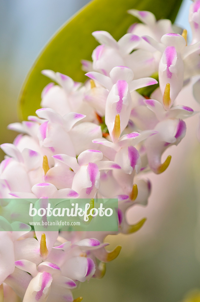 521200 - Aerides odorata 521200 - Aerides odorata