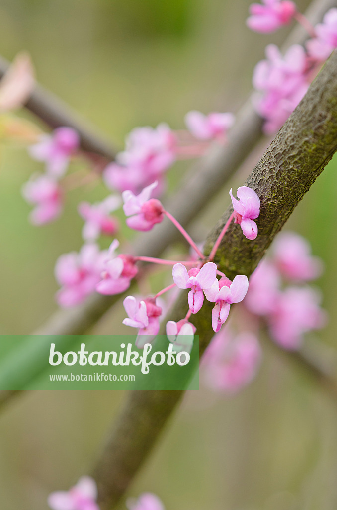 531149 - Afghan redbud (Cercis griffithii)