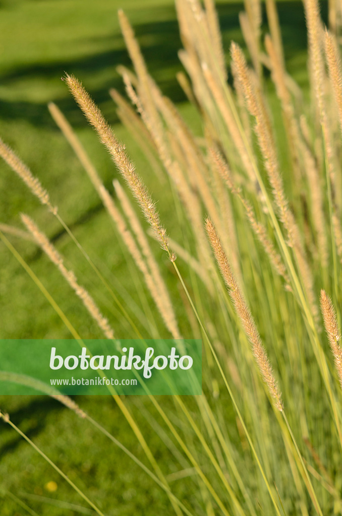 549017 - African feather grass (Pennisetum macrourum 'White Lancer')