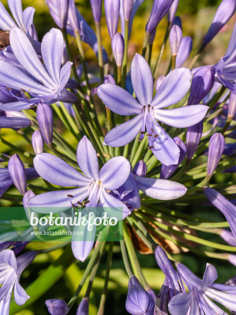 404038 - African lily (Agapanthus africanus)