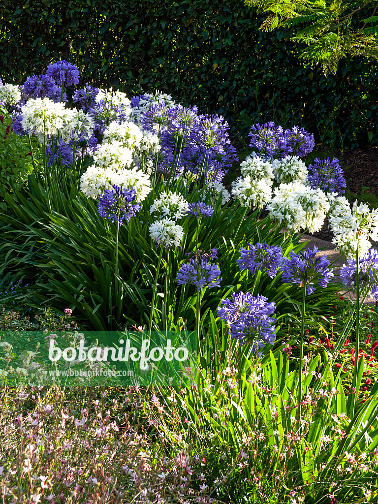 455053 - African lily (Agapanthus africanus)