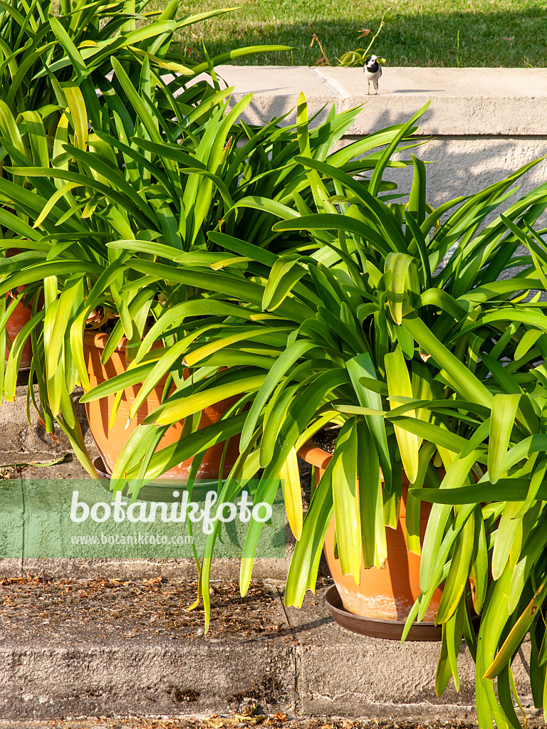 461016 - African lily (Agapanthus africanus)