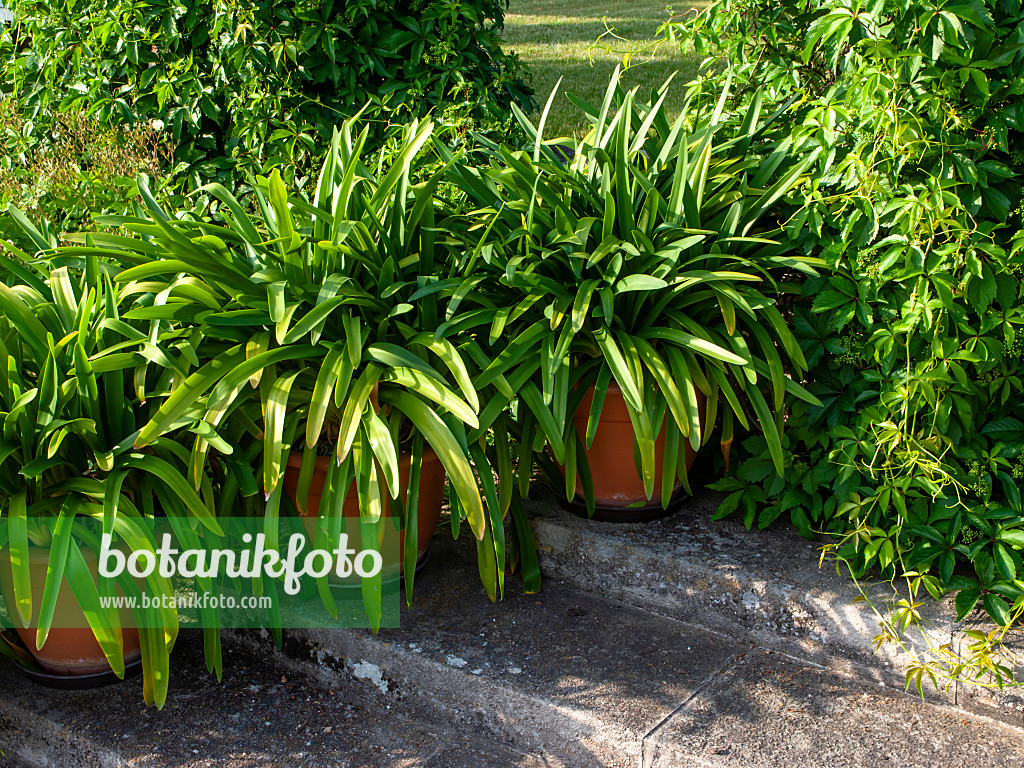 461018 - African lily (Agapanthus africanus)