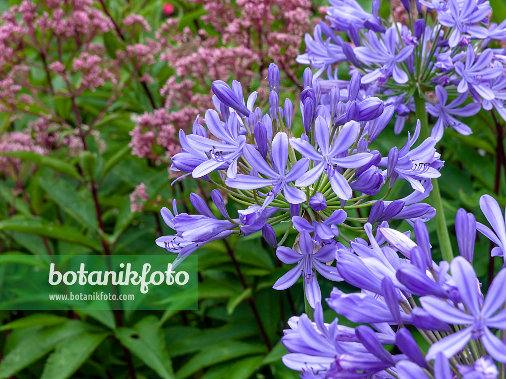 463013 - African lily (Agapanthus africanus)